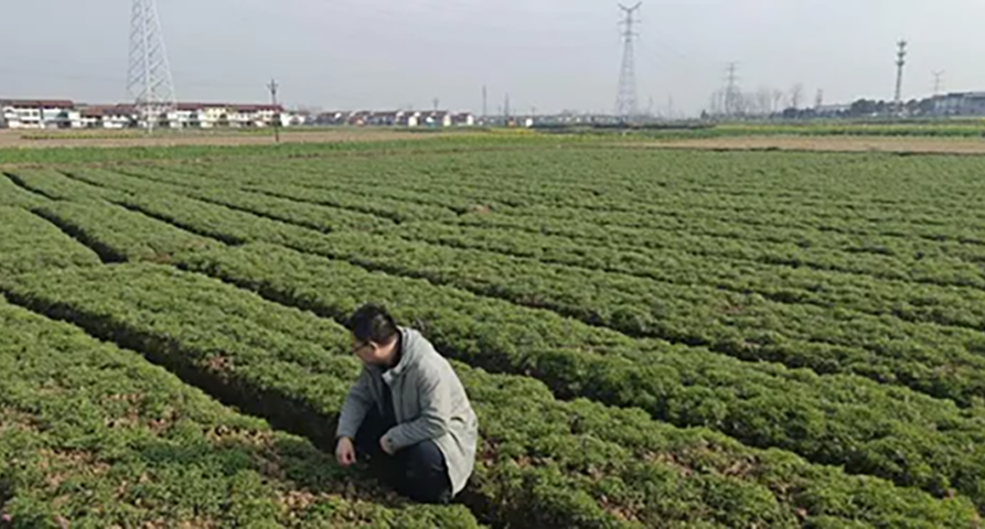 未雨绸缪探实情 精准施策控成本——星空体育官方登录入口深入延胡索产区开展专项调研